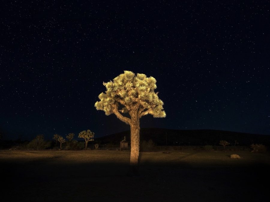 Joshua — solitary tree beneath desert stars, 2024